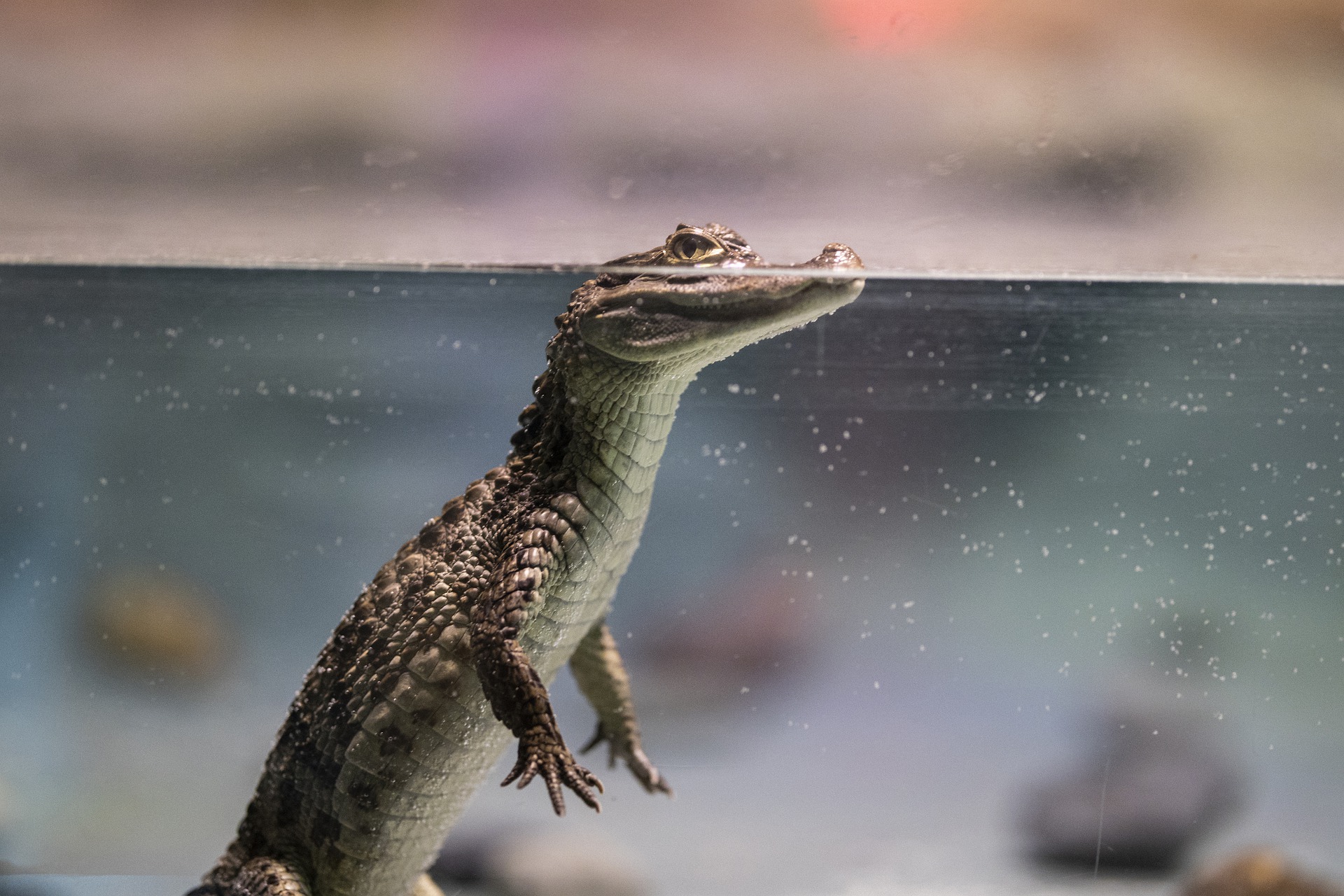 crocodile-4918820_1920