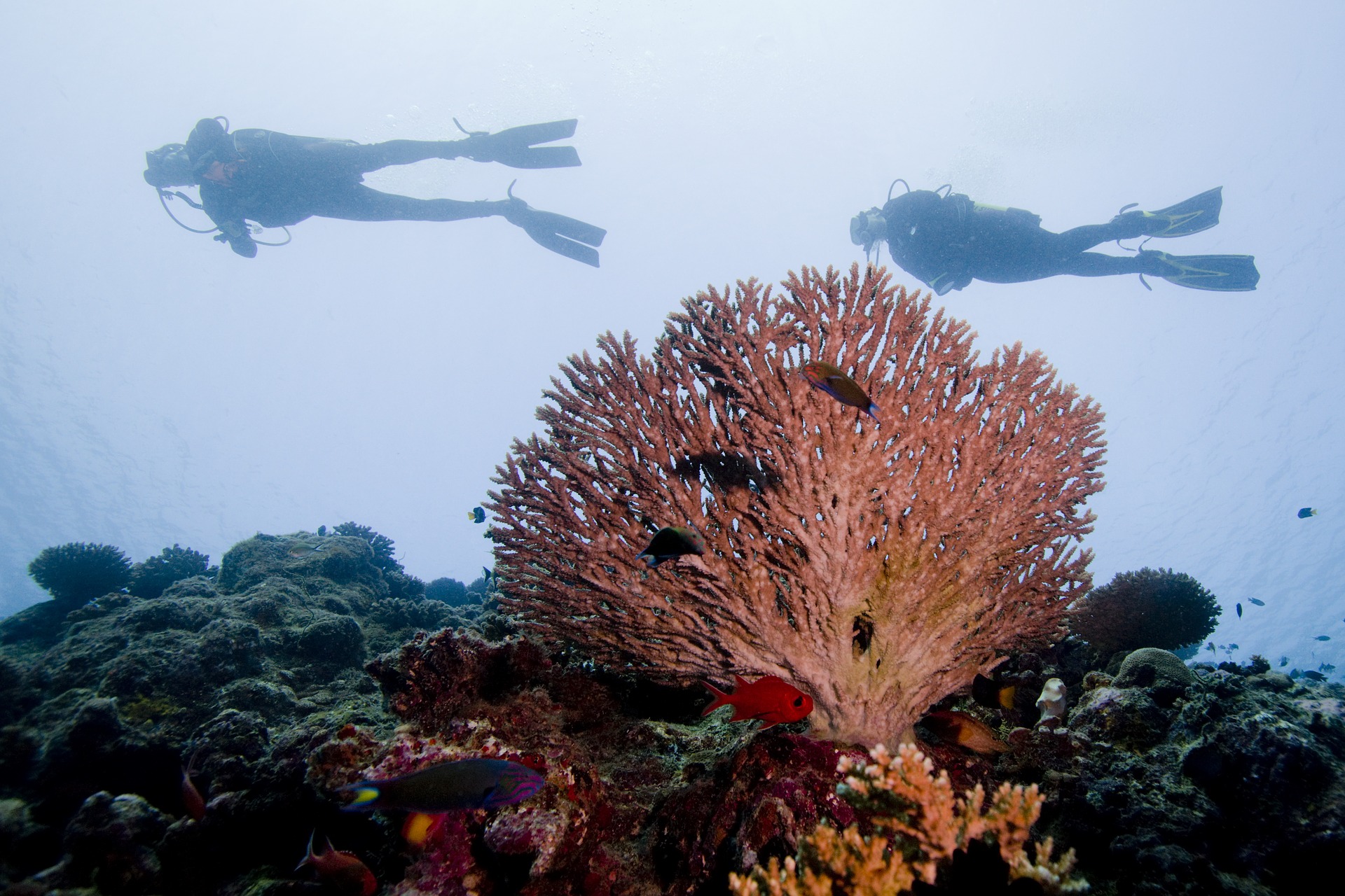 diving-2141017_1920