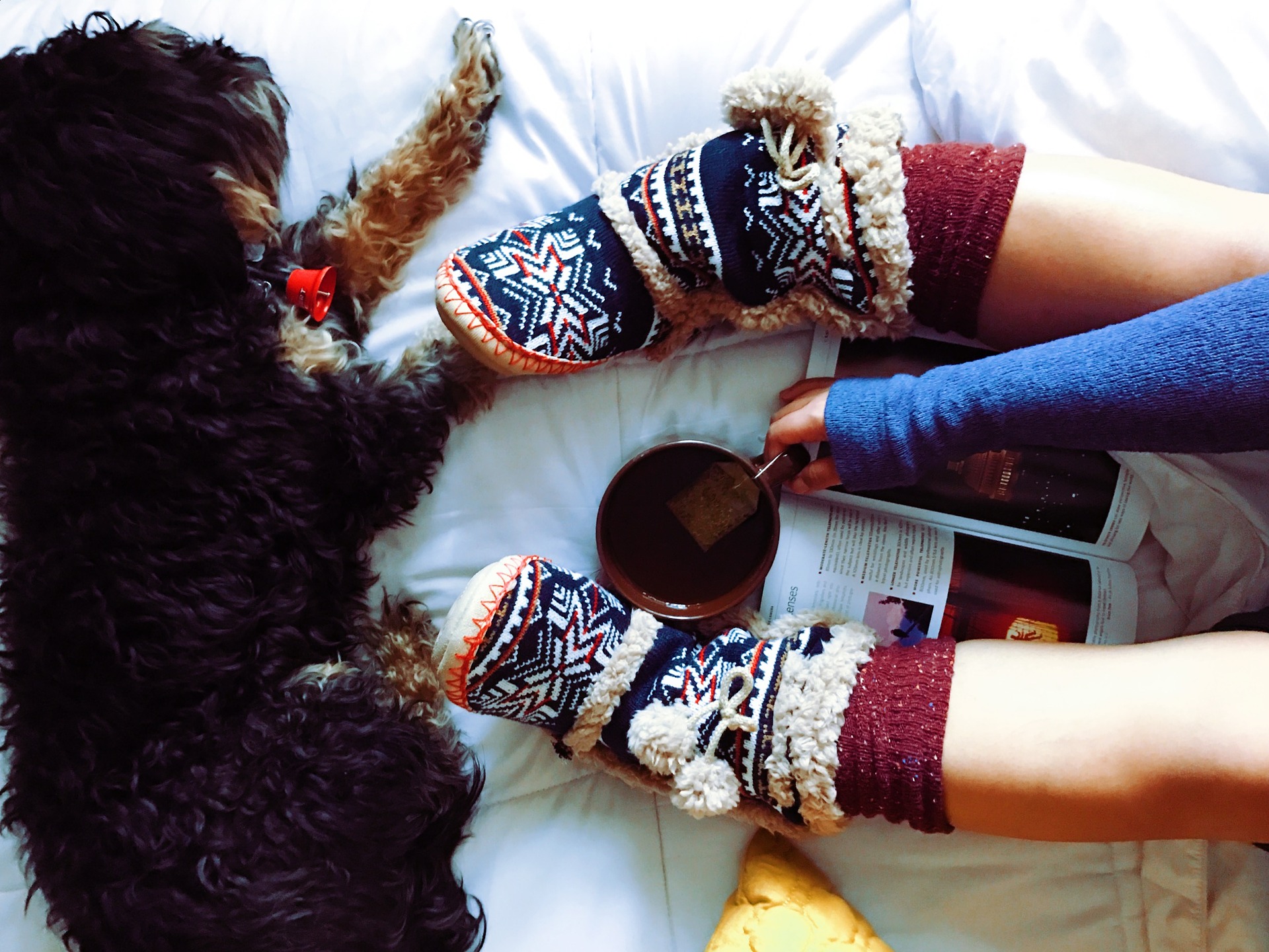 dog-1798158_1920