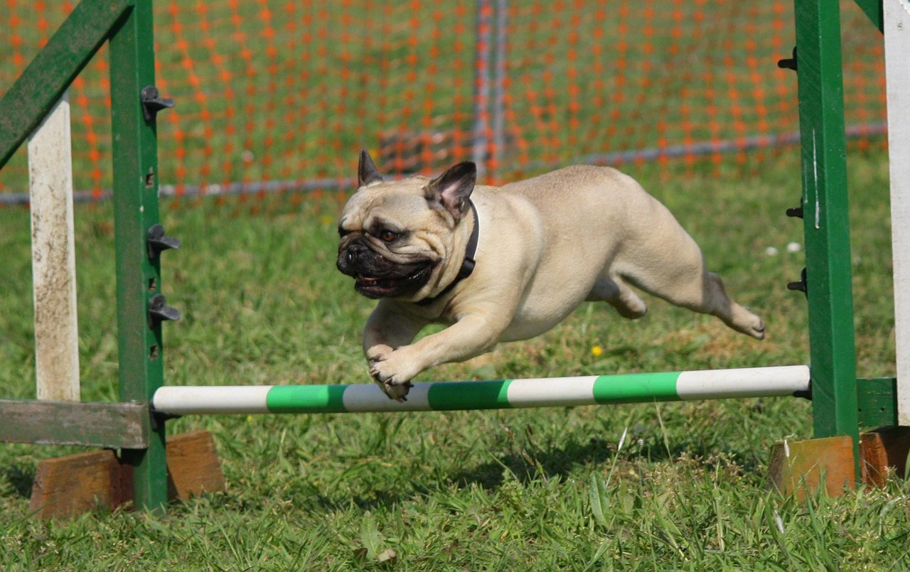 dog-2105686_1280