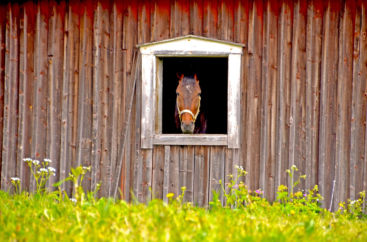 horse-816667_1280