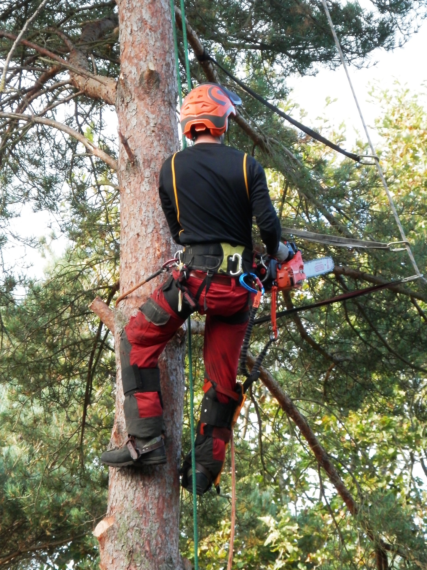 tree-surgeon-1766132_1920 (1)