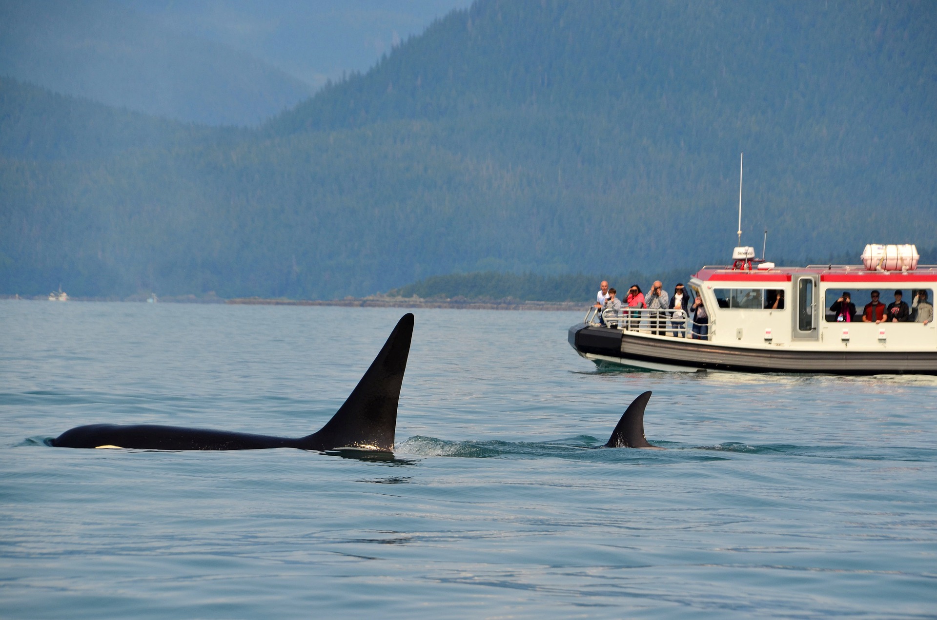 orcas-6614722_1920