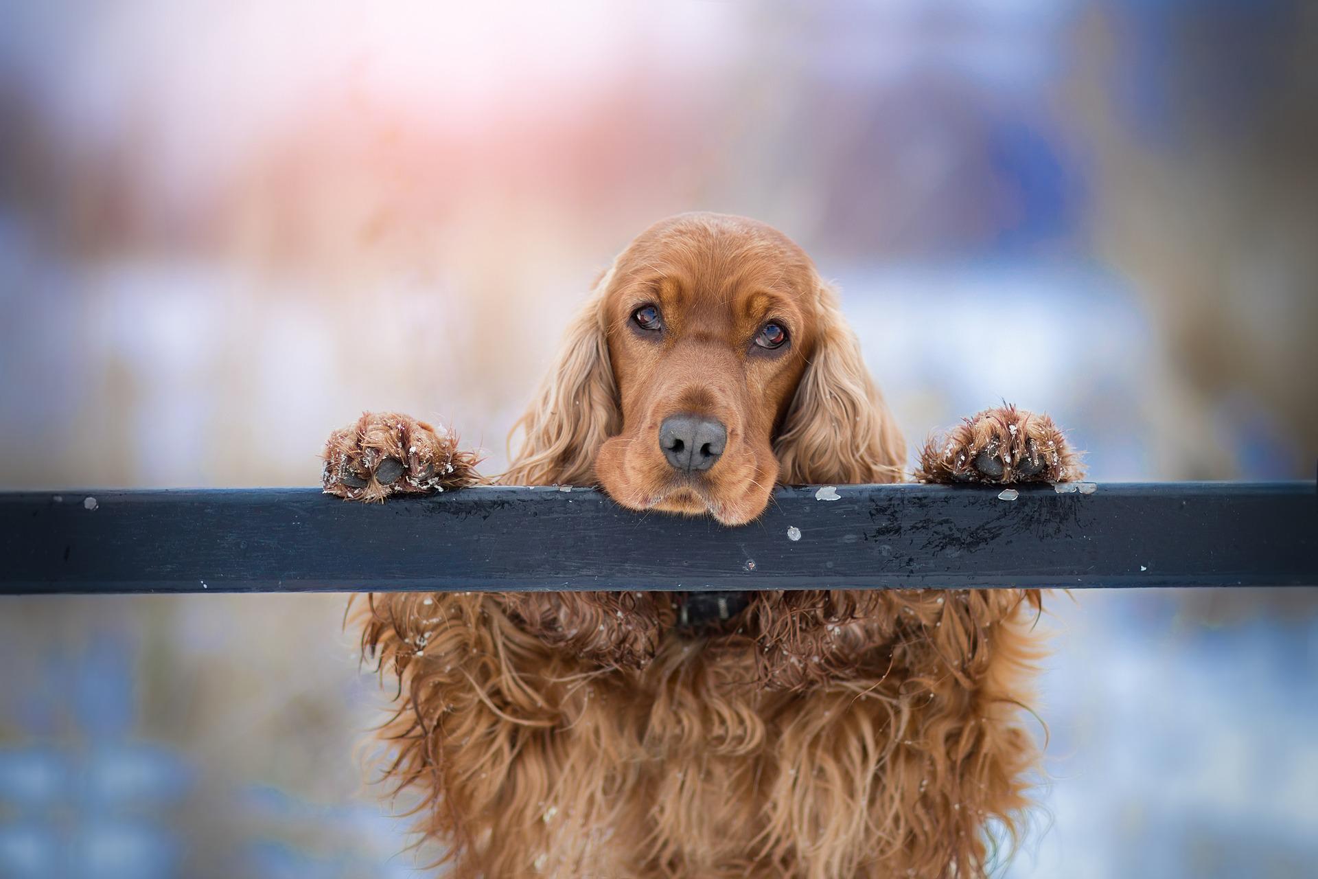 cocker-spaniel-3981587_1920