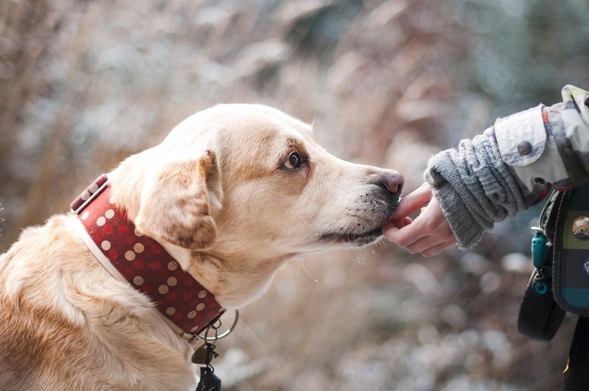 dog-g726af7900_1920