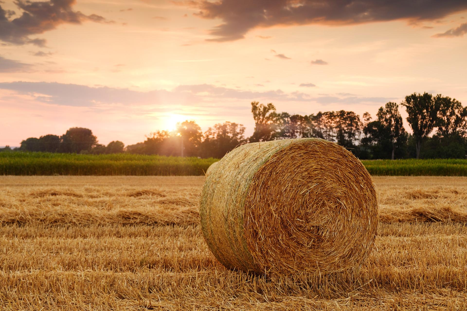 field-g5f5168d60_1920