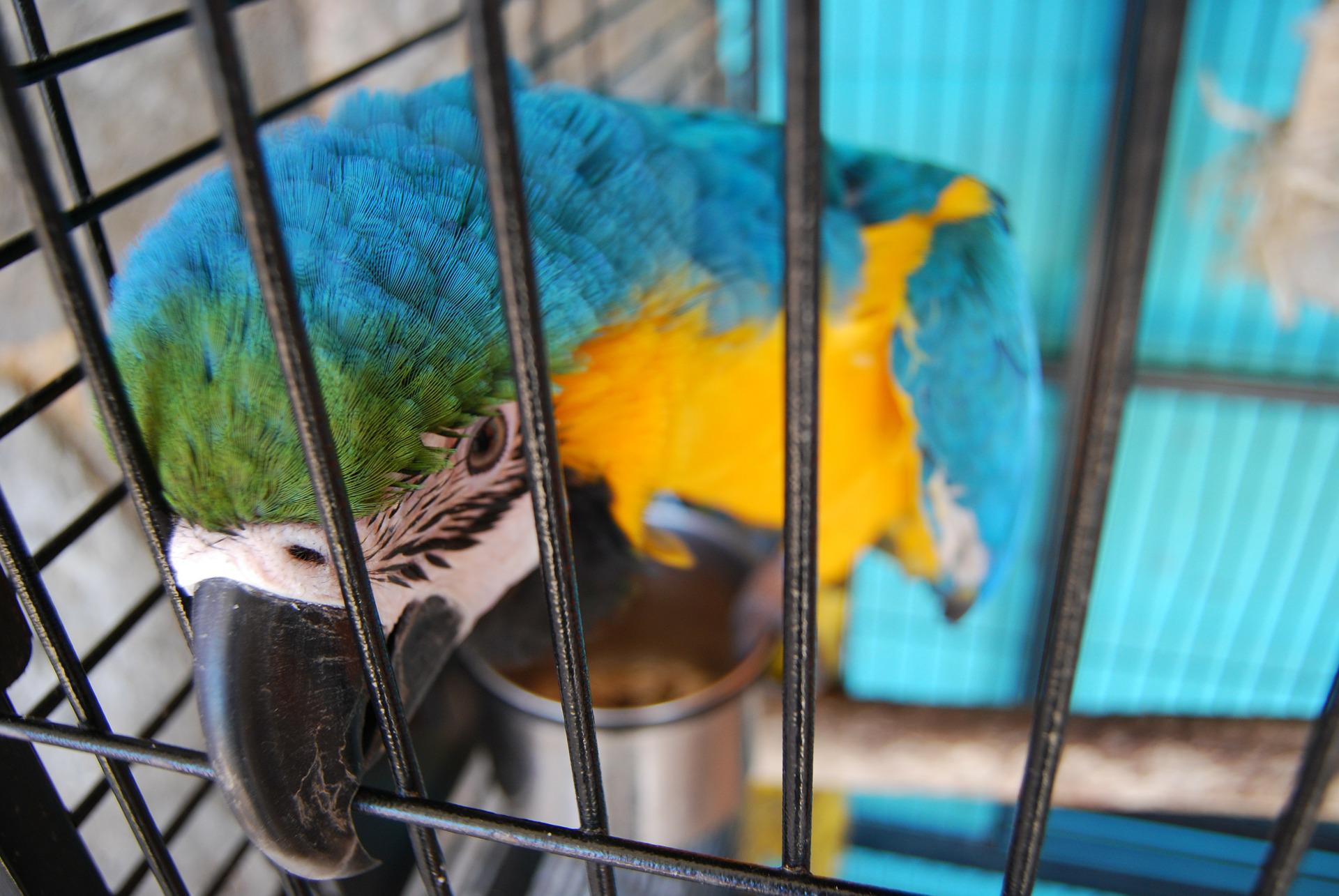 parrot-gbd0c4c8f7_1920
