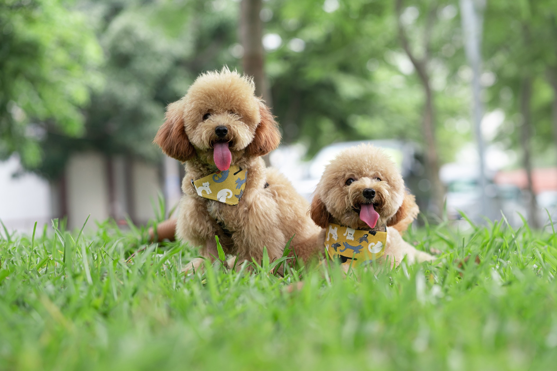 animals-7172323_1920