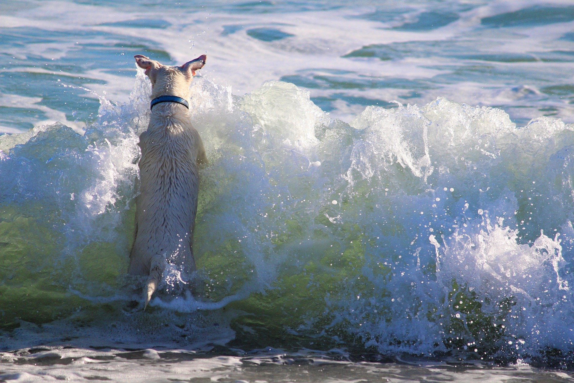 dog-1605300_1920