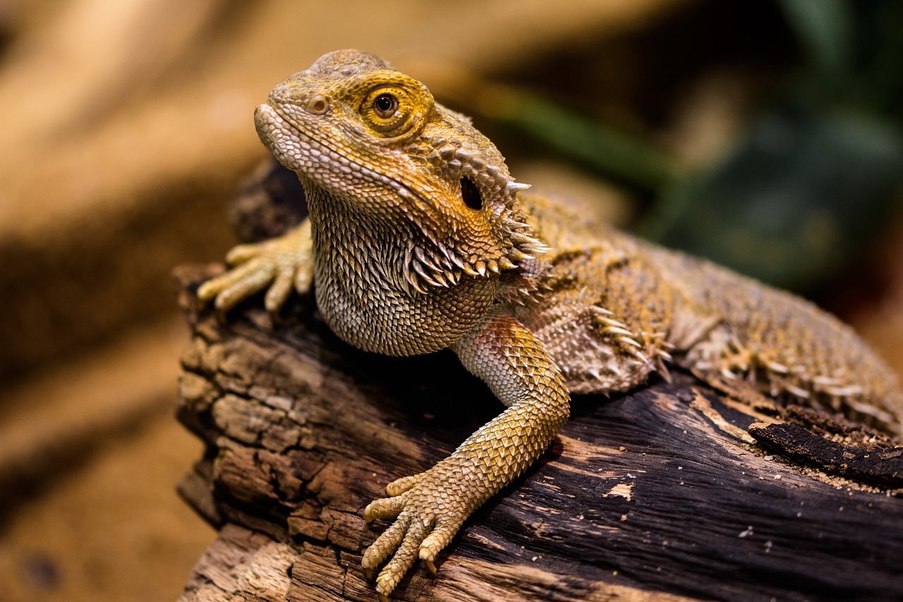 lizard-1522253_1280